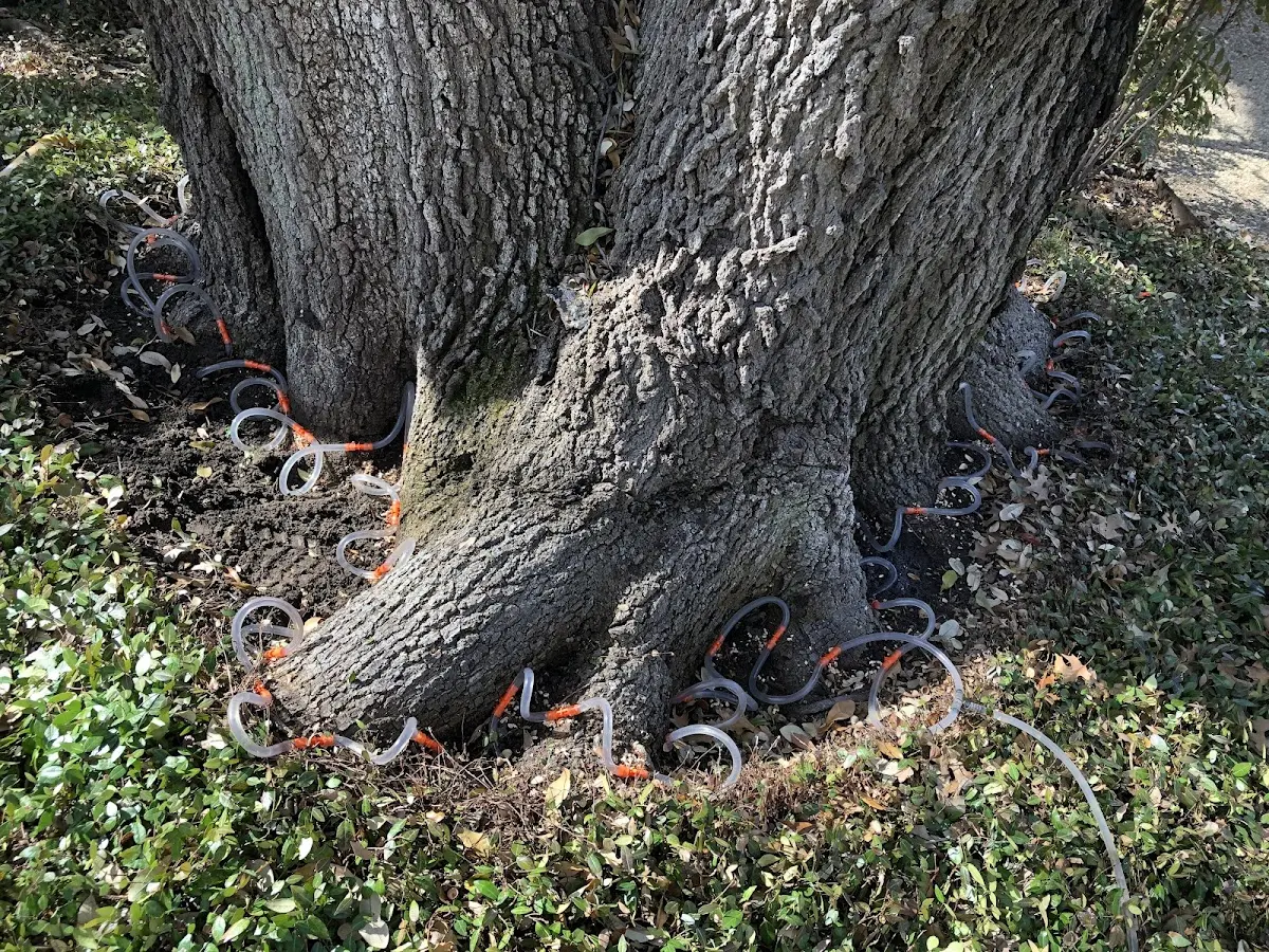 Detailed Tree Cabling and Bracing job site in Maple Park